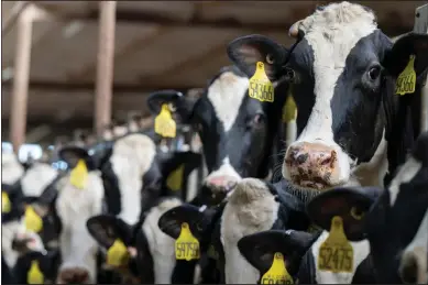  ?? (Texas A&M Agrilife photo by Michael Miller) ?? Dairy cattle individual­ly cope with heat stress differentl­y. Courtney Daigle, PH.D., Texas A&M Department of Animal Science animal welfare specialist is trying to determine what makes the difference.