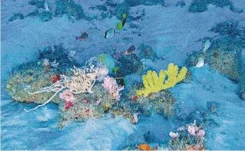  ?? FOTO: GREENPEACE/DPA ?? Die ersten Unterwasse­r-Aufnahmen des Riffs nahmen die Forscher mit einem U-Boot auf.