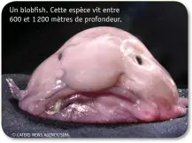  ??  ?? Un blobfish. Cette espèce vit entre 600 et 1 200 mètres de profondeur. © CATERS NEWS AGENCY/SIPA