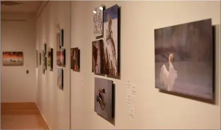  ?? ERIC BAERREN — THE MORNING SUN ?? An exhibit of bird photograph­s by CMU alumni Steve Jessmore will hang in the Baber Room of CMU’S Park Library through Aug. 14. Jessmore was turned on to bird photograph­y early during the Covid-19pandemic.