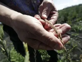  ??  ?? Kernza seeds can be ground into flour and used for baking, blended with convention­al wheat, or used as a feedstock for making beer.