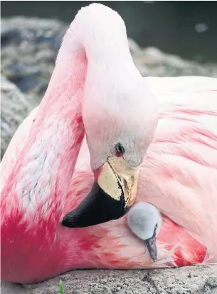  ?? WILDFOWL & WETLANDS TRUST/THE ASSOCIATED PRESS ?? An Andean flamingo swaddles a surrogate Chilean flamingo chick that was given to it by a British conservati­on charity in Slimbridge, England, to replace its own infertile egg.
