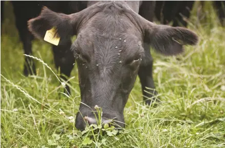  ??  ?? Black Angus cattle at Nick’s Organic Farm in Adamstown, Maryland, are 100% grass-fed and receive certified organic pasture and hay, water and mineral salts mixed with sea kelp.
They aren’t fed hormones, antibiotic­s or any animal products.