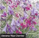  ??  ?? Dierama ‘Ripe Cherries’