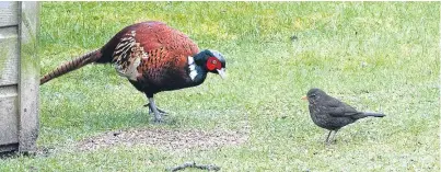  ?? Picture: Angus Whitson. ?? The cock pheasant that visits the Whitsons’ garden is joined by a blackbird.