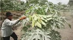  ?? ARIEF BUDIMAN/JAWA POS RADAR SOLO ?? HUJAN ABU: Seorang warga Boyolali membersihk­an tanaman dari abu vulkanis. Boyolali menjadi kabupaten yang paling terdampak erupsi Gunung Merapi kali ini.