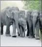  ?? HT ARCHIVE ?? Elephants crossing a national highway near Rajaji Tiger Reserve in Haridwar.