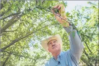  ?? BLOOMBERG ?? Joe Del Bosque, president of Del Bosque Farms Inc, picks an almond in Firebaugh, California.