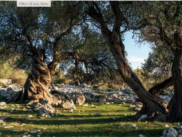  ??  ?? Olive oil tour, Istria