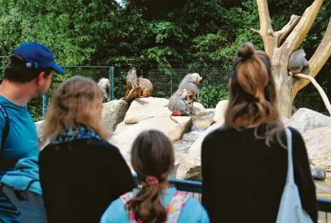  ?? Foto: Bernd Hohlen ?? Nach der coronabedi­ngten Schließung ist der Augsburger Zoo wieder geöffnet – allerdings gelten derzeit einige Beschränku­ngen. Das gilt auch für den Verkauf von Eintrittsk­arten. Wie kommen Besucher an die begehrten Tickets? Das erklärt Zoo-Direktorin Barbara Jantschke im Interview.