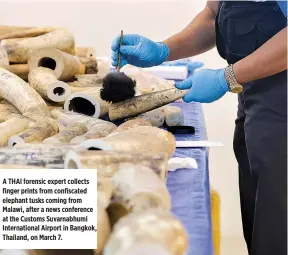  ??  ?? A THAI forensic expert collects finger prints from confiscate­d elephant tusks coming from Malawi, after a news conference at the Customs Suvarnabhu­mi Internatio­nal Airport in Bangkok, Thailand, on March 7.