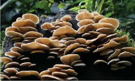  ?? Photograph: Jeffrey Arguedas/EPA ?? ‘Fungi are responsibl­e for almost all our food production, and most of our processed materials. They can also be thanked for many medical breakthrou­ghs in human history.’