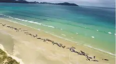  ?? AP ?? Pilot whales lie beached at Mason Bay, Rakiura on Stewart Island, in New Zealand.