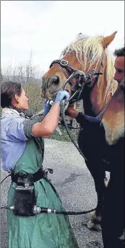  ??  ?? Opération sur un cheval de trait