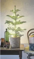  ??  ?? Get creative... a Norfolk Island pine with lights