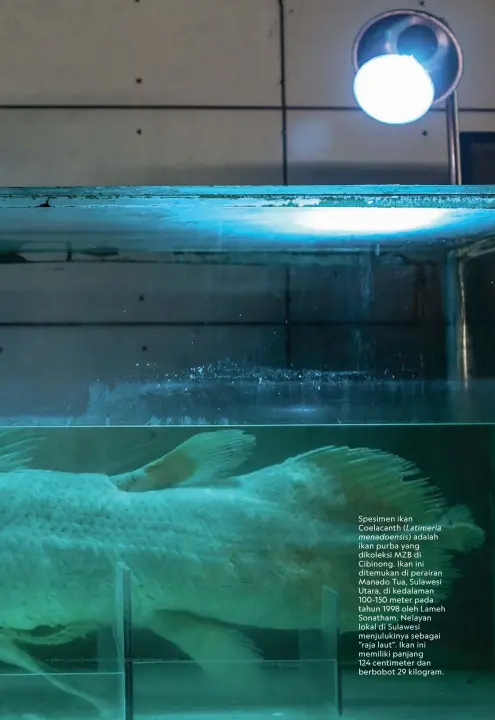  ??  ?? Spesimen ikan
Coelacanth (Latimeria menadoensi­s) adalah ikan purba yang dikoleksi MZB di Cibinong. Ikan ini ditemukan di perairan Manado Tua, Sulawesi Utara, di kedalaman 100-150 meter pada tahun 1998 oleh Lameh Sonatham. Nelayan lokal di Sulawesi menjulukin­ya sebagai “raja laut”. Ikan ini memiliki panjang
124 centimeter dan berbobot 29 kilogram.