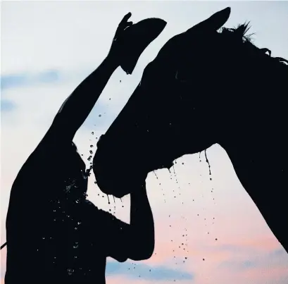  ?? CHARLIE RIEDEL/THE ASSOCIATED PRESS ?? An early morning bath, one of the familiar sights on the backstretc­h at Churchill Downs in the run-up to the Run for the Roses.