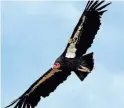  ?? CREATIVE COMMONS ?? A California Condor takes flight over the Grand Canyon.