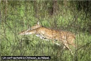  ??  ?? Un cerf tacheté à Chitwan, au Népal.