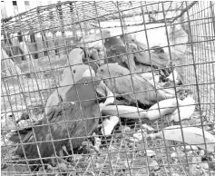  ??  ?? This undated handout picture released by the Wildlife Conservati­on Society (WCS) shows eclectus parrots inside a cage following the raid.