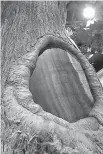  ?? AP Photo/Matt Rourke ?? BELOW: A piece of the Annapolis, Md., Liberty Tree is embedded into an 18-foot-tall tree replica as a touchable element at the Museum of the American Revolution in Philadelph­ia. There were once 13 liberty trees, one in each of the original Colonies,...