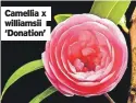 ?? ?? Camellia x williamsii ‘Donation’