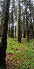  ?? Foto: Marcus Merk ?? Nur noch wellenförm­ige Erhebungen er innern an den Burgwall auf dem Buschel berg.