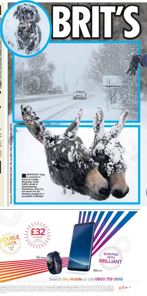  ??  ?? WHITEOUT: Dog is covered in snow at Lauder, Berwicks, while traffic slows in Greenloani­ng, Perthshire. And it is not much fun for donkeys caught in a snowdrift in Belfast