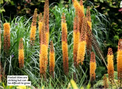  ?? ?? Foxtail lilies are striking but can be difficult to grow