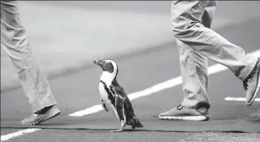  ?? WILL VRAGOVIC/TRIBUNE NEWS SERVICE ?? A penguin from The Florida Aquarium walks on the field before the ceremonial first pitch as the Tampa Bay Rays play host to the Chicago Cubs in St. Petersburg, Fla., on Wednesday.