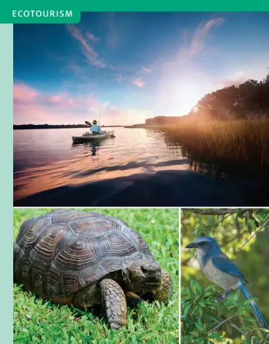  ??  ?? LEFT: Kayaking in the Guana Tolomato Matanzas National Estuarine Research Reserve. CENTER LEFT: Close-up of the endangered Florida gopher tortoise. CENTER RIGHT: Endangered Florida scrub jay. OPPOSITE TOP: Rendering of Kraken VR at SeaWorld Orlando.