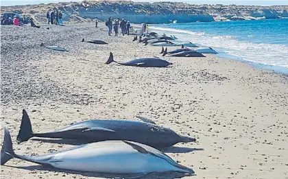  ??  ?? Muertos. El domingo quedaron varados 68 delfines en El Doradillo. Sólo 19 pudieron sobrevivir.