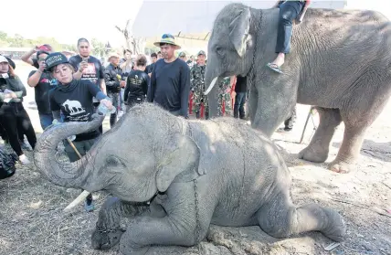  ?? PATTANAPON­G HIRUNARD ?? A veterinari­an gives a young elephant at the Ayutthaya Elephant Palace and Royal Kraal water before taking a blood sample from the animal for a DNA test yesterday. Wildlife authoritie­s want to prove whether the young elephant is the offspring of...