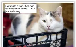  ??  ?? Cats with disabiliti­es can be harder to home — but just as loving!
