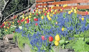  ?? ?? A dazzling display of tulips on show at John Stoa’s Menzieshil­l Road garden – see above.