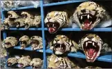  ??  ?? Stuffed animal heads seized from hunters