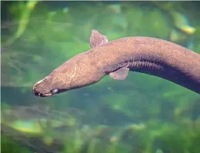  ?? ?? Restoring Lake Whakakı¯ will benefit eels and hapu.