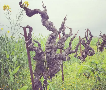  ?? BILL ZACHARKIW ?? The keys to great zinfandel at Ridge’s Lytton Springs vineyard are 100-year-old vines and having other grape varieties in the field.