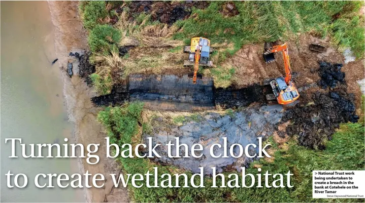  ?? Steve Haywood/National Trust ?? > National Trust work being undertaken to create a breach in the bank at Cotehele on the River Tamar