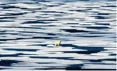  ?? Foto: dpa ?? Ein Eisbär steht auf einer Scholle in der Arktis.