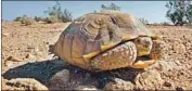  ?? Reed Saxon Associated Press ?? A STATE commission has elevated the Mojave desert tortoise’s status from threatened to endangered.