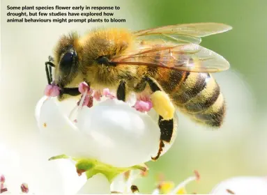  ??  ?? Some plant species flower early in response to drought, but few studies have explored how animal behaviours might prompt plants to bloom