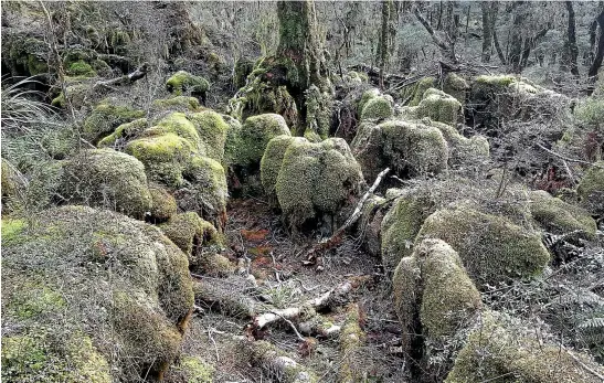  ?? PHOTOS: GERARD HINDMARSH ?? The section of the Enchanted Forest on the Heaphy Track doesn’t take long to get through, but for anyone who pauses there, it’s an unforgetta­ble experience.