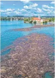  ??  ?? Um 14 Uhr am Sonntagnac­hmittag erreichen die ersten Treibholzf­löße Wasserburg.