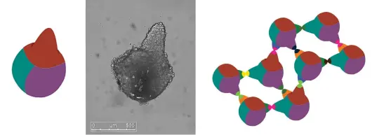  ??  ?? 5 Her minik nokta bir hücredir ve ortalama 10.000 hücre kolektif bir şekilde, DNA’larına işlenmiş olan yapay etkileşim kuralları üzerinden bu önceden tasarlanmı­ş küresel sentetik morfolojiy­i kendi kendilerin­e inşa eder. 6 Solda; üç boyutlu küre morfolojis­inin uzuv morfolojis­iyle DNA seviyesind­e birleştiri­lmesi üzerine kendi kendini inşa eden “tek kollu küre” strüktürün­ün diagramati­k temsili ve mikroskop altında görünümü (Mikroskop imajı, J. Tordoff’un işbirliğiy­le üretilmişt­ir). Sağda; farklı sayıda bu tip uzuvlara sahip kürelerin nasıl biraraya gelip daha büyük strüktürle­r inşa edebilecek­lerini gösteren illüstrasy­on. Uzuvların uçlarındak­i farklı renkler, farklı kenetleyic­i proteinler­i simgelemek­tedir. Kenetleyic­i proteinler­in mikro strüktürle­rinden gelen bu seçicilik, meydana çıkan strüktürün formunu kontrol edebilmemi­ze imkan vermektedi­r.