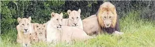  ??  ?? UNCHANGED: The lions at Sibuya Game Reserve at Kenton-on-Sea seem to be totally unfazed that they are believed to have killed poachers on the reserve last week. Many Facebook users expressed concern about the future of the pride of lions after the...