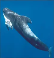  ??  ?? A pilot whale clutches her stillborn calf