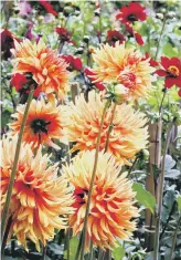  ??  ?? RICH PICKINGS: Dahlias thrive in rich, welldraine­d soil but don’t expose them to frost.