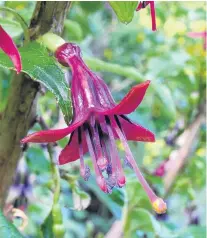  ?? PHOTO: WIKIMEDIA COMMONS ?? The New Zealand native fuchsia.