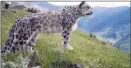  ?? XINHUA ?? A snow leopard stands in ThreeRiver-Source National Park, Qinghai province, in July 2020.